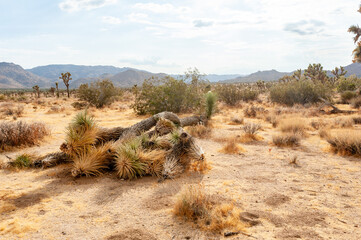 Dead Joshua Tree fallen on the ground in Joshua Tree National Park