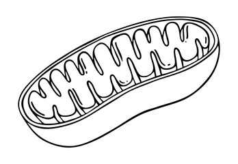 Vector line diagram of Mitochondria. Cross-section view. Medical infographics. Doodle style