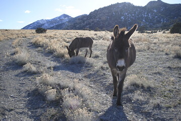 Free range donkey grazing in high mountain desert terrain