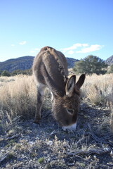 Free range donkey grazing in high mountain desert terrain