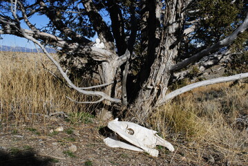 Favorite horse's final resting place