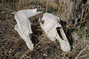 Favorite horse's final resting place