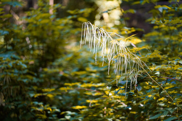 Goat's Beard at Golden Hour