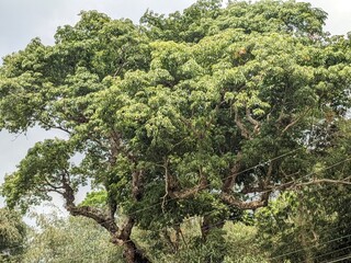 plants with dense branches and leaves