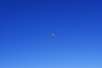 Pheasant in flight against bright blue sky