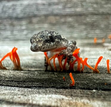 Close-up of a gray gecko standing on a weathered wooden surface with vibrant orange fungi. The shallow depth of field highlights the gecko&rsquo;s textured skin and focused gaze.
