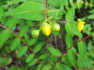 キンシバイの蕾と虫