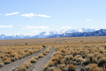 Dirt road leading through the desert valley with beautiful snow capped mountains in the distance