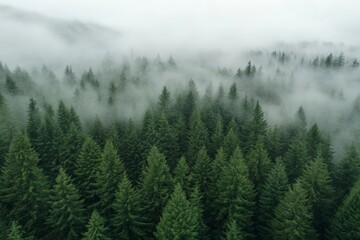 Aerial view of a foggy forest in the Pacific Northwest captures the serene beauty of nature on a misty day
