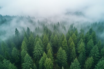 Aerial view of a misty forest in the Pacific Northwest on a foggy morning, showcasing lush greenery and serene atmosphere