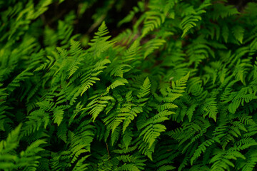 Delicate Ferns in the Rainforest