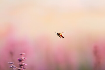 Fototapeta premium A bee is flying in the air above a field of purple flowers