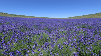 Fototapeta premium Expansive Lavender Field Under Clear Blue Sky