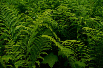 Lady Ferns in the Temperate Rainforest
