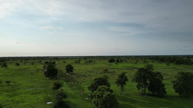 b&uacute;falo negro en pasto h&uacute;medo y verde con un atardecer con gaviotas blancas.