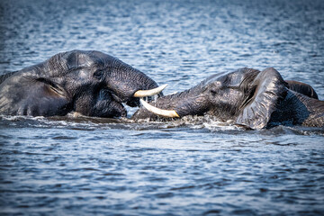 Two elephants playing in water, showcasing their tusks