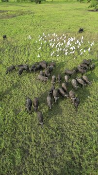 b&uacute;falo negro en pasto h&uacute;medo y verde con un atardecer con gaviotas blancas.