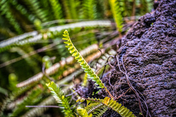 Vibrant green fern leaves against a dark rocky backdrop.
