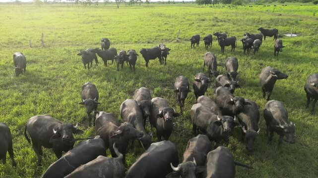 b&uacute;falo negro en pasto h&uacute;medo y verde con un atardecer con gaviotas blancas.