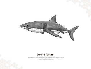 Great white shark vector art for wall decoration landscape