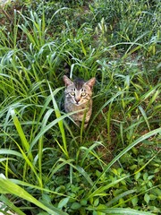 cat in the grass
