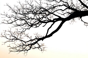 Obraz premium Tree branch silhouette at sunset on solid white background, single object