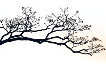 Fototapeta premium Tree branch silhouette at sunset on solid white background, single object