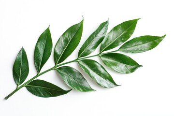 Tropical leaves in minimalist setting on solid white background, single object