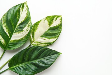 Variegated tropical leaves on solid white background, single object