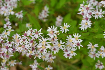 Blooming pink flowers in Spring