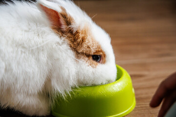 Fototapeta na wymiar A close-up of a rabbit eating from a green bowl at home in soft natural light