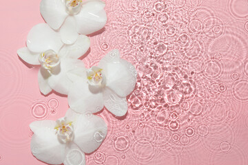 Beautiful orchid flowers in water on pink background, flat lay. Space for text