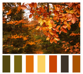 Shades of autumn. Picture of tree branch with golden leaves in forest and matching color palette