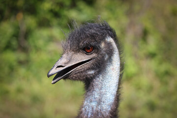close up of a ostrich