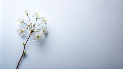 of a simple flower with several branches , floral, nature, plant, bloom, petals, garden, botanical, design, artistic, growth