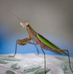 green praying mantis