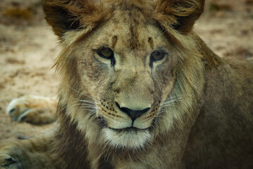 portrait of a lion