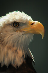 american bald eagle