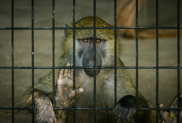 portrait of monkey