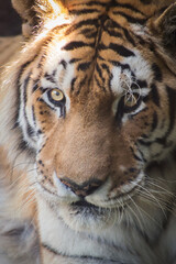 portrait of a tiger