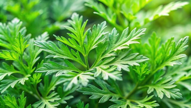 Fresh green leaves of common wormwood on background, Artemisia annua, wormwood, herb, plant