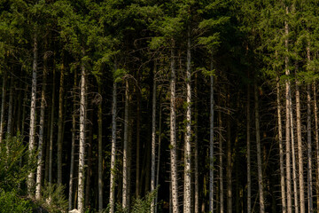 Forest background. Pine forest. Nature Environment.