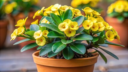 Close up of vibrant yellow euphorbia milii, crown of thorns plant in pot, euphorbia milii, crown of thorns, yellow, vibrant