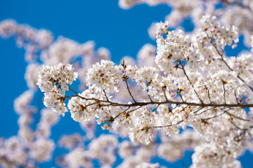 White blossom flower pattern. Flower pattern for spring background. Nature background. Flower pattern. Flower pattern design.