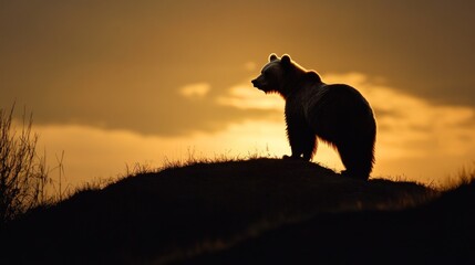 A silhouette of a bear against a sunset, highlighting nature's beauty and wildlife.