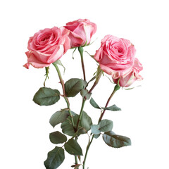 Pink Roses on White Background Beautiful Floral Arrangement