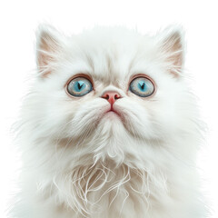 Cute Persian Cat Full Body Realistic Image on White Background