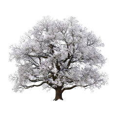 snowy old oak tree against white backdrop