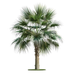 Photorealistic Palm Tree on White Background for Creative Projects
