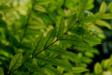 The background of light and dark green leaves blends with nature, looking comfortable to the eyes.